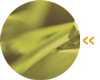domů x